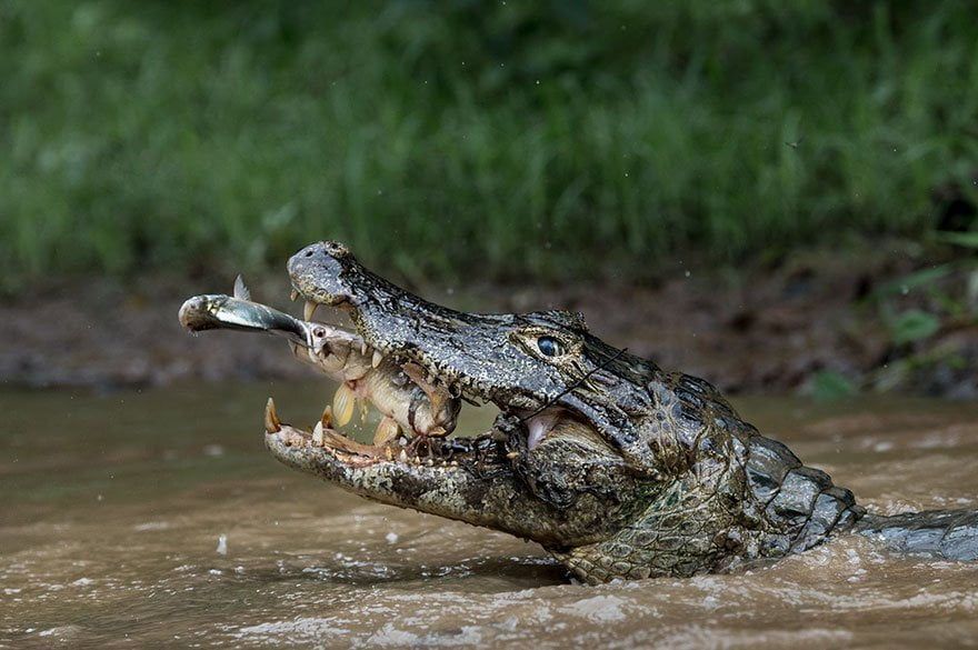 animum-fotos-ganadoras-national-geographic-6