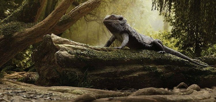 Modelado 3D dragón