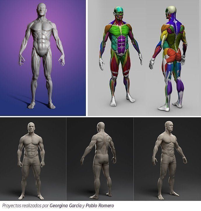 modelado organico anatomia